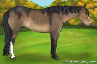 Horse Color:Brown Dun 