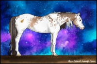 Horse Color:White Spotted Brown Dun Varnish 