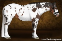 Horse Color:White Spotted Liver Chestnut Sabino Appaloosa 