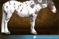 Horse Color:White Spotted Liver Chestnut Sabino Appaloosa 
