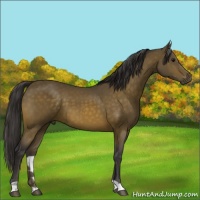 Horse Color:Buckskin 