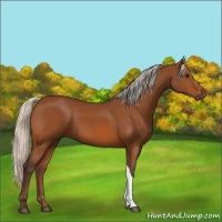 Horse Color:Silver Bay 