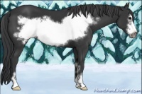 Horse Color:Black Sabino Frame