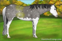 Horse Color:Grullo Sabino Splash 