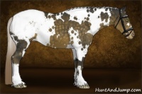 Horse Color:White Spotted Chocolate Palomino Appaloosa 