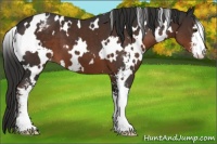 Horse Color:White Spotted Liver Chestnut Sabino Appaloosa 