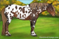Horse Color:White Spotted Liver Chestnut Sabino Appaloosa 