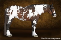Horse Color:White Spotted Liver Chestnut Sabino Appaloosa 