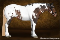 Horse Color:White Spotted Liver Chestnut Tobiano Appaloosa