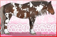Horse Color:White Spotted Liver Chestnut 