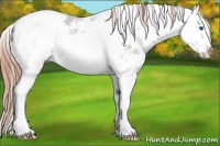 Horse Color:Liver Chestnut Sabino Splash Appaloosa 