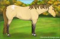 Horse Color:Buckskin Roan Dun Appaloosa