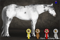 Horse Color:Gray White Spotted Black  and White Spotted Black 