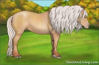Horse Color:Silver Amber Champagne 