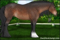 Horse Color:Brown Sabino 