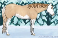 Horse Color:Gold Champagne Roan Splash