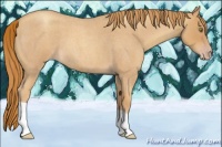 Horse Color:Gold Champagne Roan