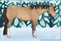 Horse Color:Amber Champagne 