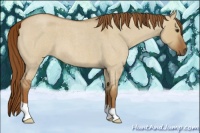 Horse Color:Red Dun Roan
