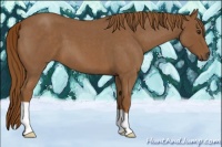 Horse Color:Red Roan 