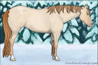 Horse Color:Gold Champagne Roan Dun