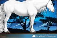 Horse Color:Silver Black Chinchilla Sabino Appaloosa 