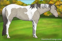 Horse Color:Classic Cream Champagne Tobiano