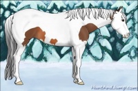 Horse Color:Bay Splash Tobiano