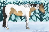 Horse Color:Buckskin Tobiano