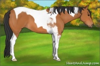 Horse Color:Bay Tobiano