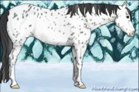 Horse Color:Black Ice Frame Appaloosa Rabicano 