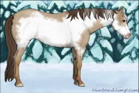 Horse Color:Classic Champagne Roan Frame Rabicano 