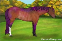 Horse Color:Brown Rabicano 