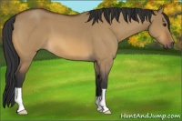 Horse Color:Bay Roan Dun 