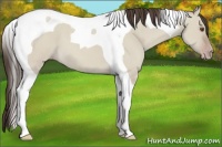 Horse Color:Classic Champagne Dun Tobiano