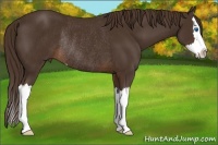 Horse Color:Liver Chestnut Sabino Splash Rabicano