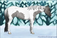 Horse Color:Grullo Roan Tobiano