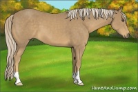 Horse Color:Palomino 