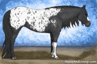Horse Color:Blue Roan Appaloosa 