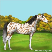 Horse Color:Bay Roan Splash Near Leopard 