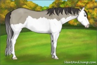 Horse Color:Smoky Grullo Splash 