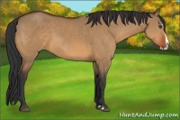 Horse Color:Bay Dun Splash 