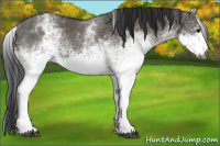 Horse Color:Gray White Spotted Grullo  and Gray White Spotted Grullo 