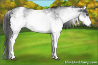 Horse Color:Gray White Spotted Black and Gray White Spotted Black