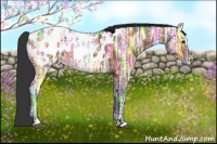 Horse Color:Bay Ice Sabino Appaloosa 