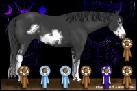 Horse Color:White Spotted Black Splash Frame 