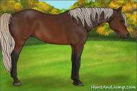 Horse Color:Gray Silver Brown 