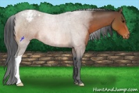 Horse Color:Bay Roan Varnish 