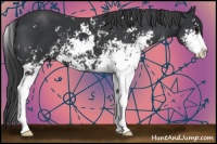 Horse Color:Black Sabino 