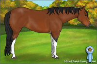 Horse Color:Gray Bay Tobiano 